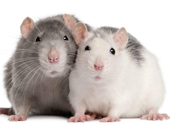 Wo können Ratten hochklettern und wo nicht?