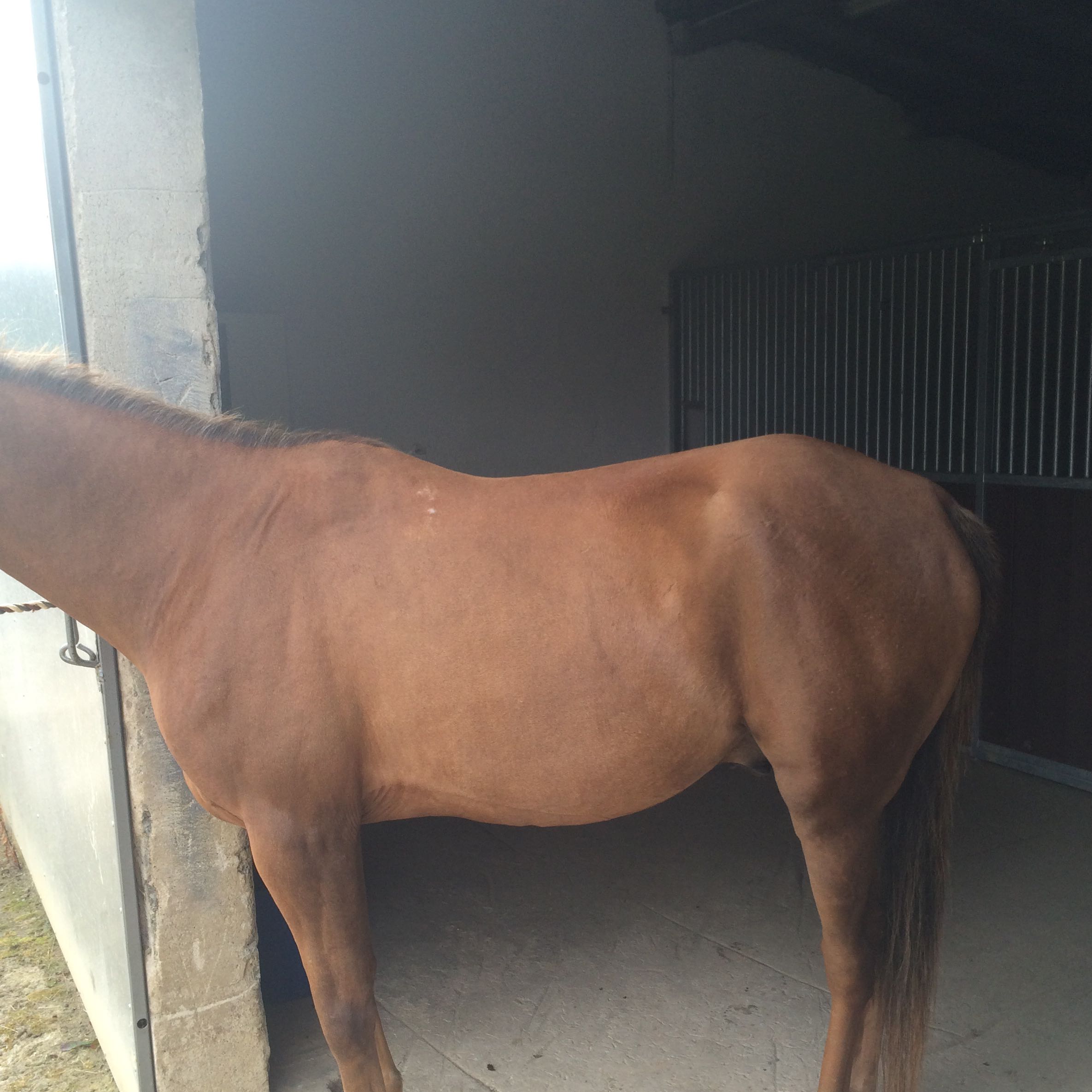 Wo Konnte Mein Pferd Mehr Muskeln Haben Pferde Muskelaufbau