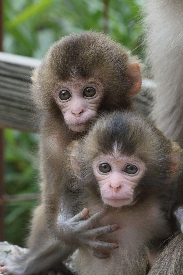 Wo kriege ich einen Affen als Haustier? (Tiere, Biologie, kaufen) Wo kriege ich einen Affen als Haustier? (Tiere, Biologie, kaufen)
