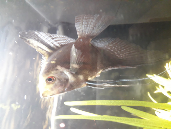 Wo sind die Eier meiner Skalare hin? (Fische)