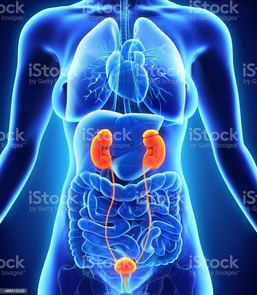 Wo Sind Die Nieren Gesundheit Und Medizin K rper wo-sind-die-nieren-gesundheit-und-medizin-k-rper