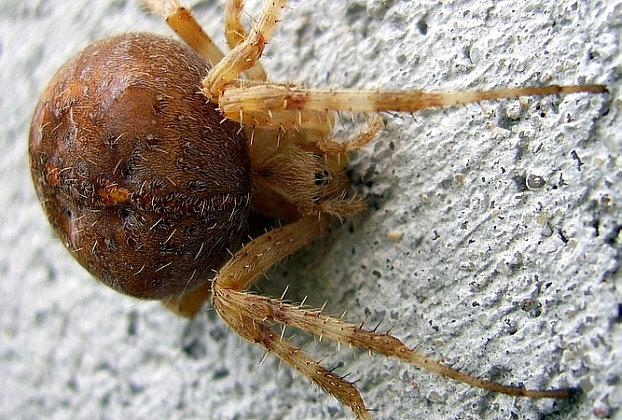 Wofür ist der Knubbel bei Spinnen auf dem Rücken?