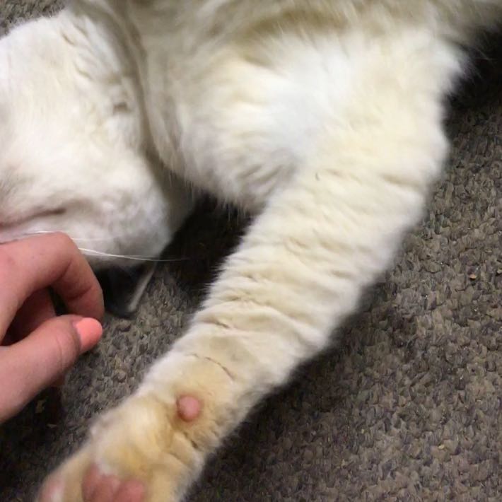 wofur ist knodel am bein vorne bei katze tiere aussehen haustiere