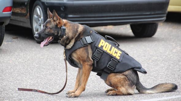 police - (Tiere, Kleidung, Hund)