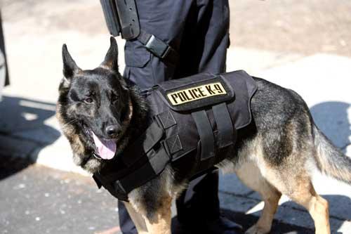 Police - (Tiere, Kleidung, Hund)