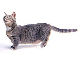 Munchkin Katze - (Katze, Haustiere, Tierhaltung)