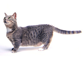 Woher bekomme ich eine Munchkin Katze? (Haustiere, Katzen, Tierhaltung)