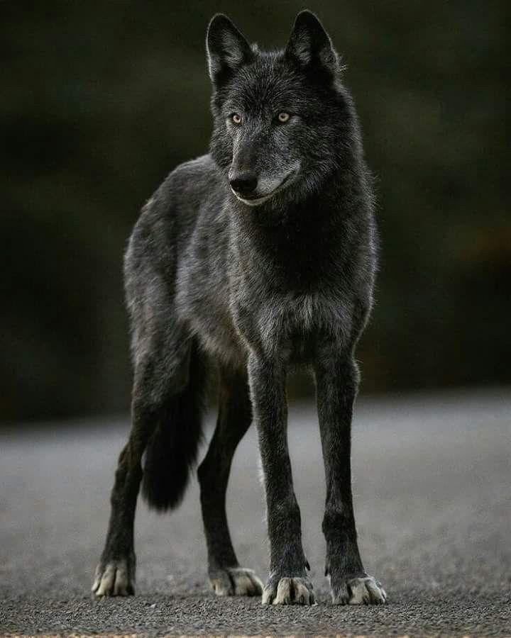 Woher Bekommt Man Ein Schwarzen Wolfshund Technik Technologie Hund