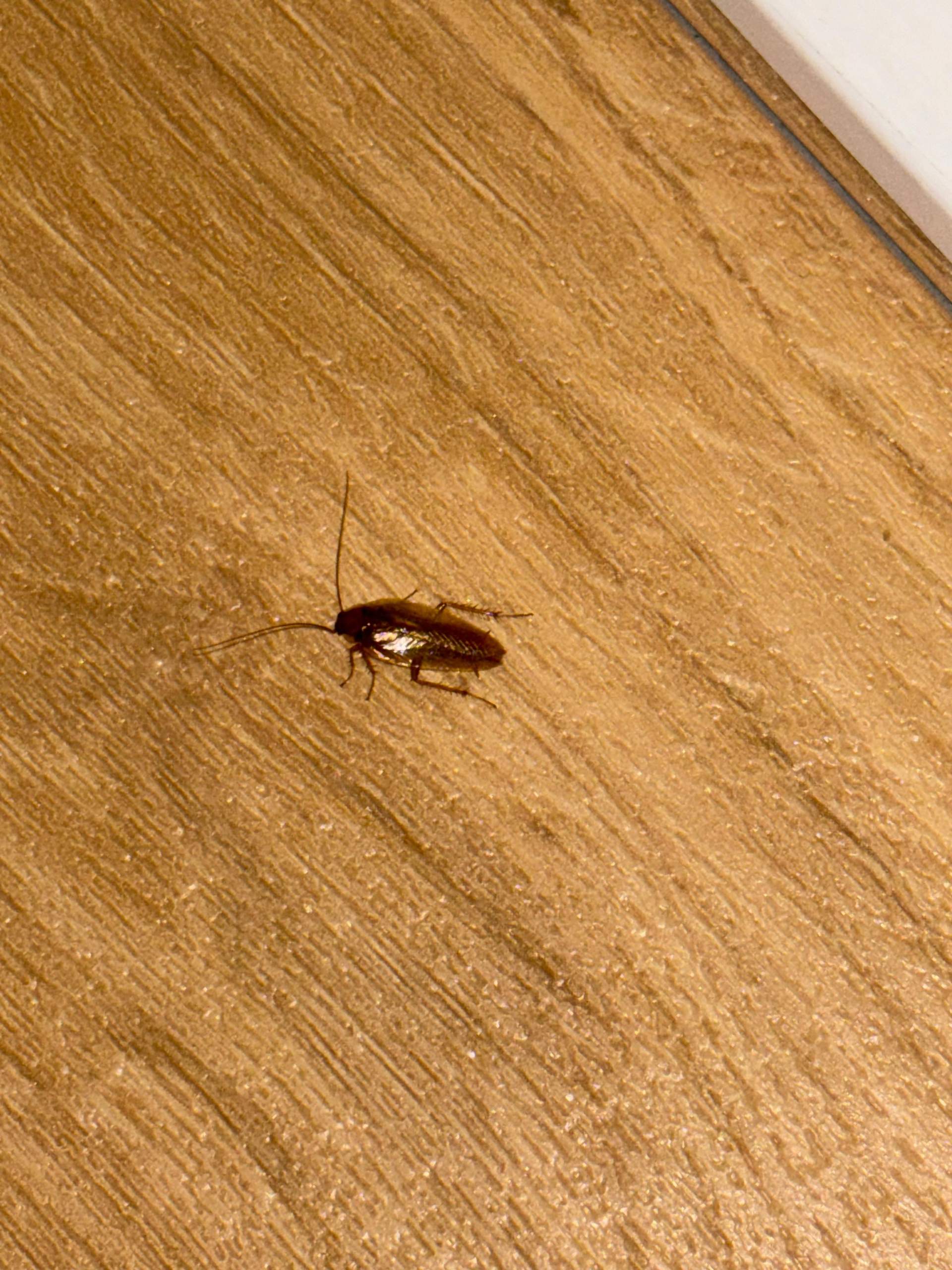 Woher kommen die Waldschaben? (Insekten, Schädlinge, Ungeziefer)