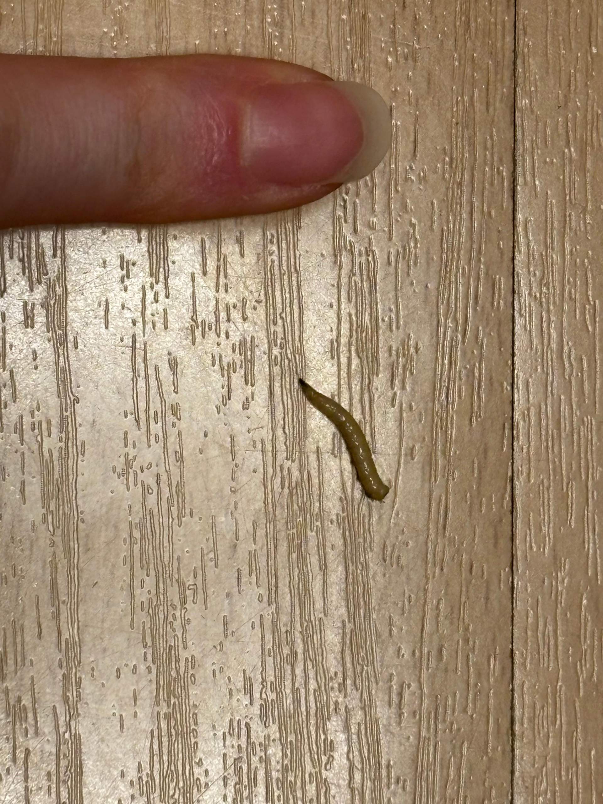 Woher kommen diese Larven in meinem Schlafzimmer? (Insekten, Schädlinge ...