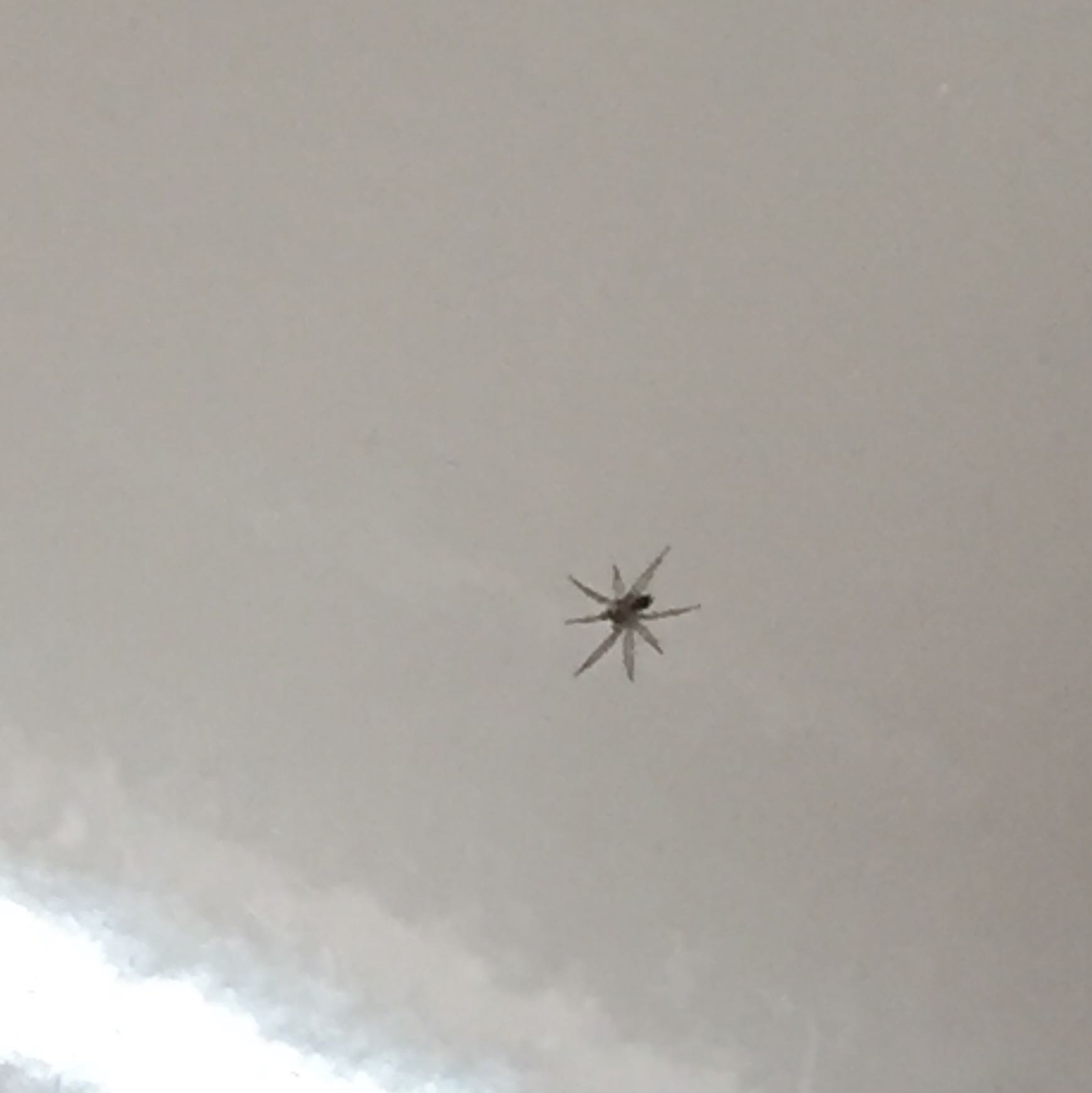 Woher Kommen Diese Spinnen In Die Badewanne Badezimmer Spinne