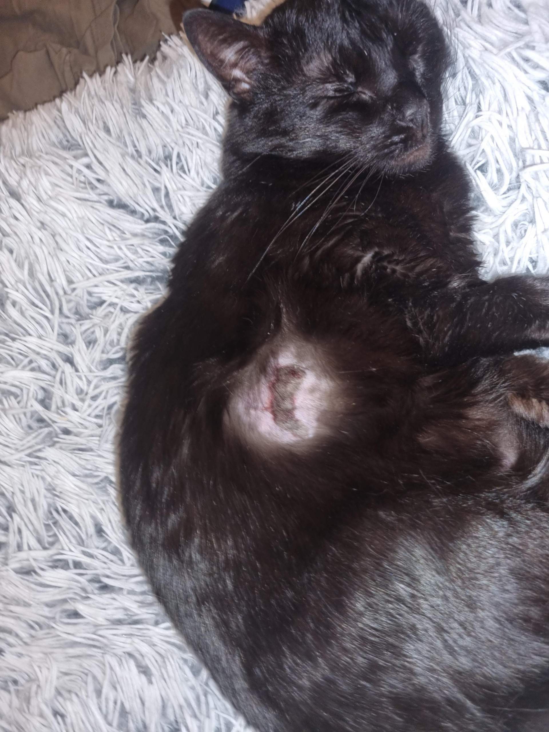 Woher kommen diese Wunden? (Gesundheit und Medizin, Tiere, Katze)