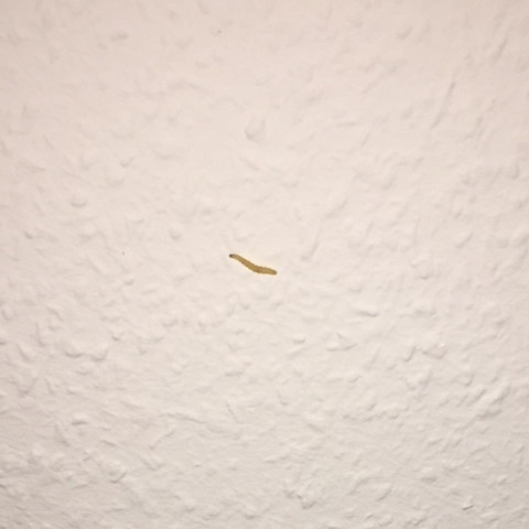 Damit umgehen Wie Schön würmer an der decke küche Delegation ...