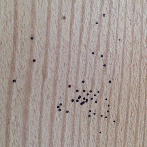 Woher kommen viele kleine schwarze Flecken in Grüppchen auf Laminat