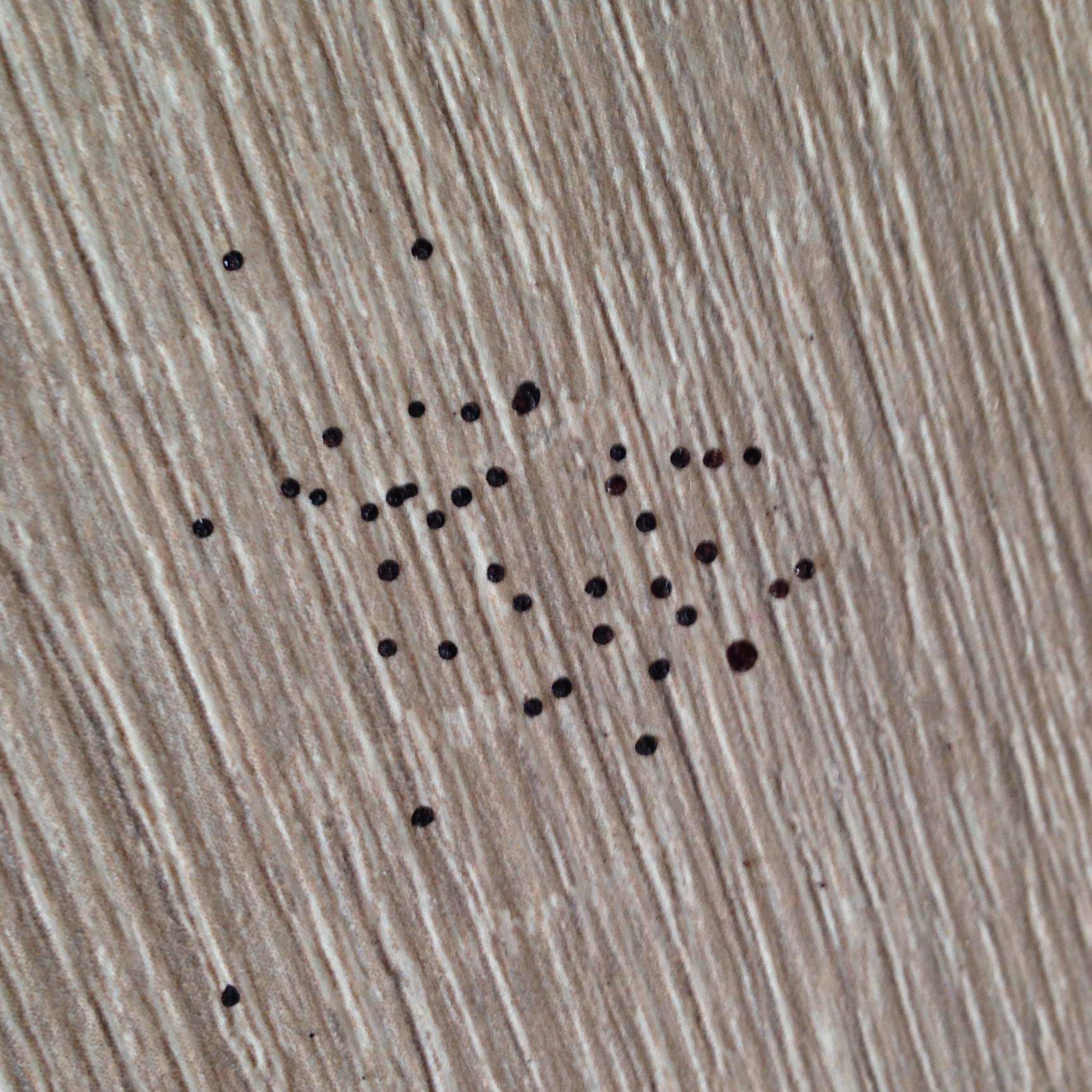 Woher kommen viele kleine schwarze Flecken in Grüppchen auf Laminat? (Haushalt, Ungeziefer)