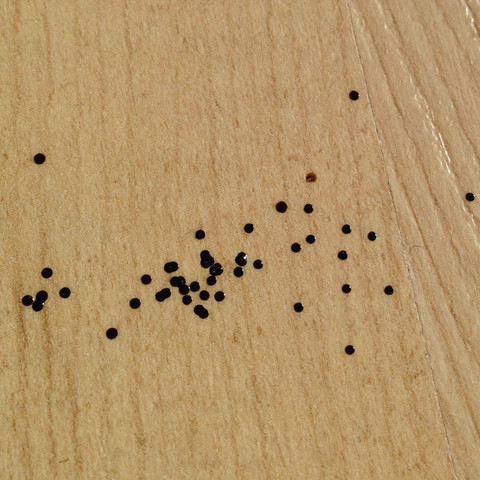 Woher kommen viele kleine schwarze Flecken in Grüppchen auf Laminat
