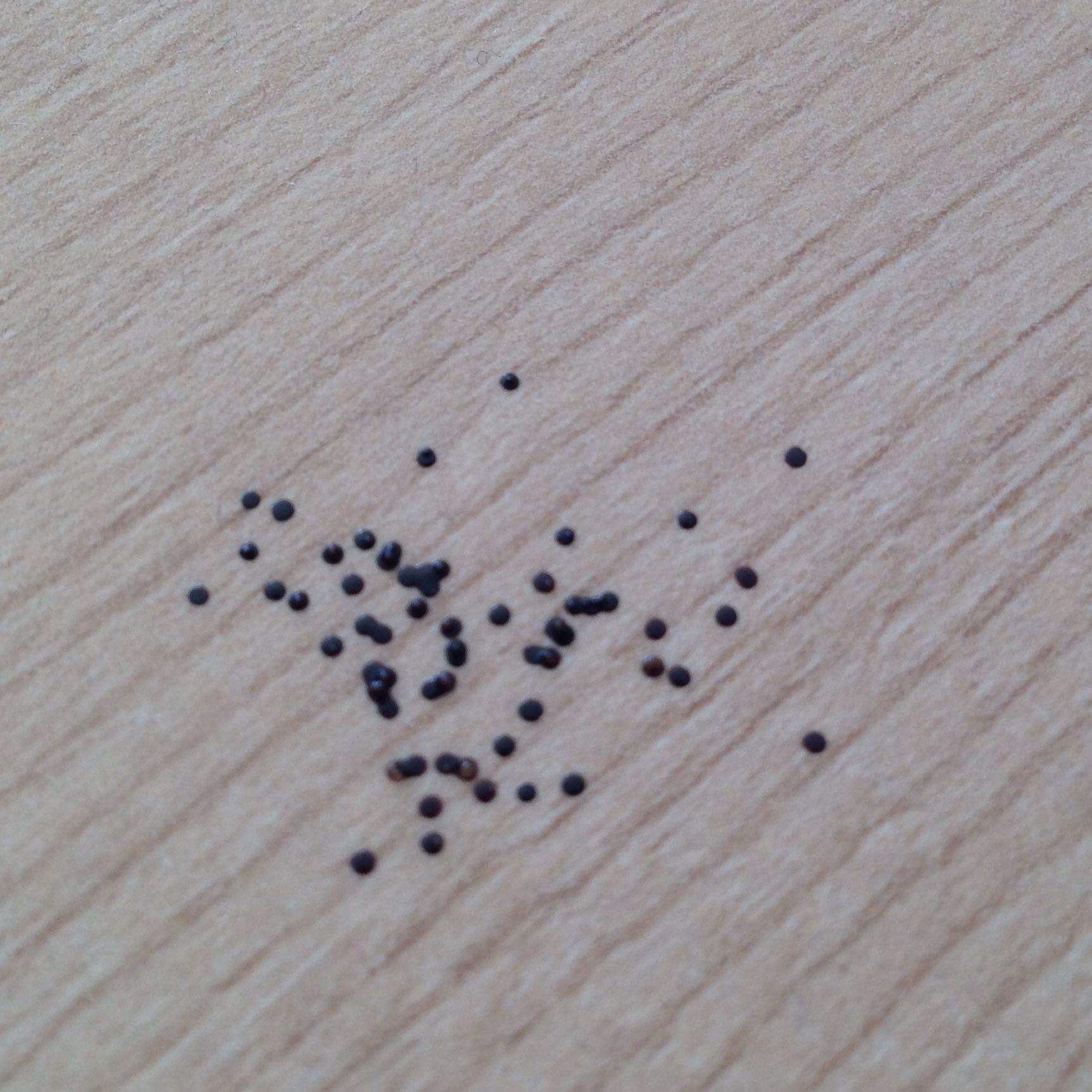 Woher kommen viele kleine schwarze Flecken in Grüppchen auf Laminat? (Haushalt, Ungeziefer)