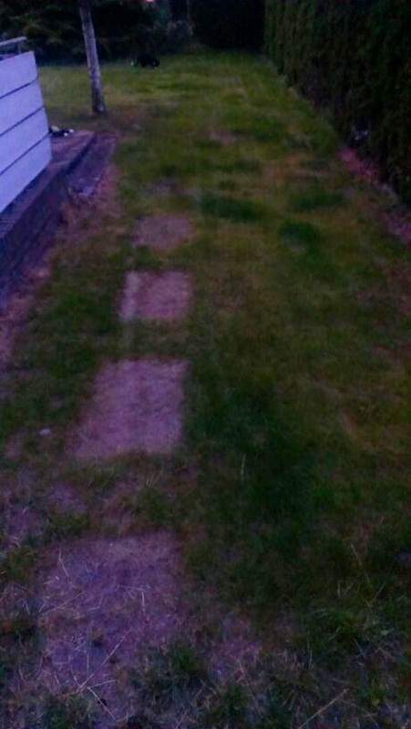 Woher kommt das? Frisch gesäter Rasen... (Garten, Gras)