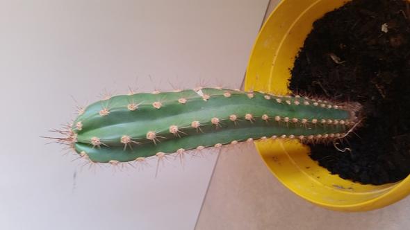 Kaktus - (Pflanzen, Sonne, Schaden)