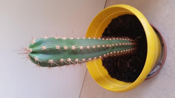 Kaktus - (Pflanzen, Sonne, Schaden)
