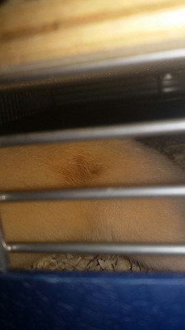 Woher kommt die Wunde vom Hamster?