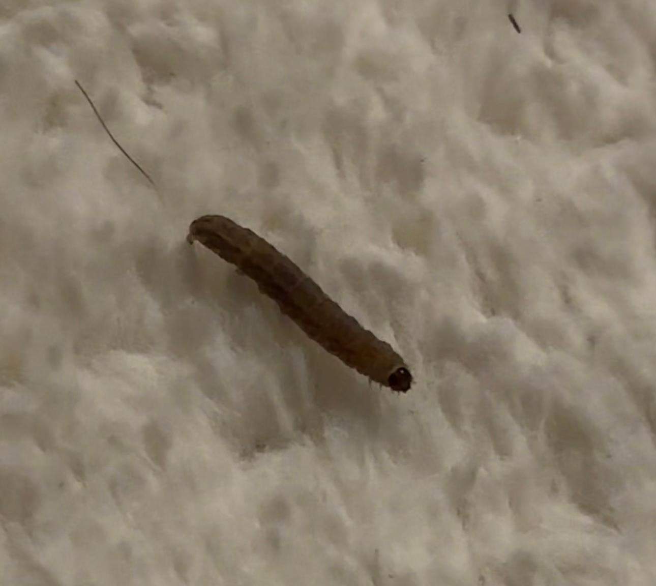 Woher kommt dieser wurm wurm in meiner Wohnung? (Insekten, Schädlinge, Würmer)