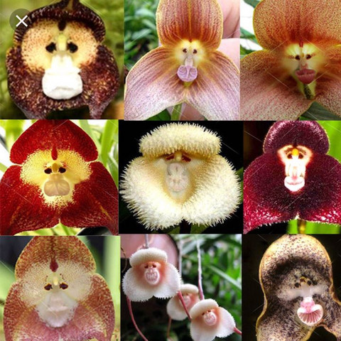 Affengesichter - (Botanik, Orchideen)