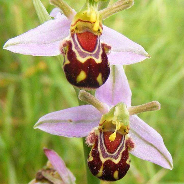 Weie Tiere Auf Orchidee