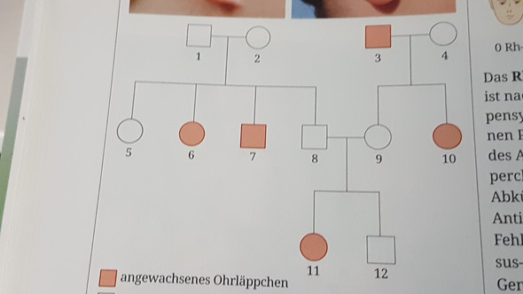 Woher Weiss Ich Welche Genotypen Ich In Einen Stammbaum Eintragen Muss Schule Biologie Genetik