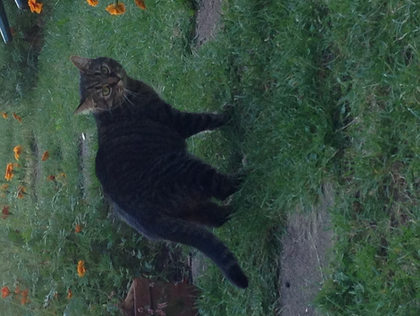 Katze Ganz - (Katze, Haustiere, Versand)