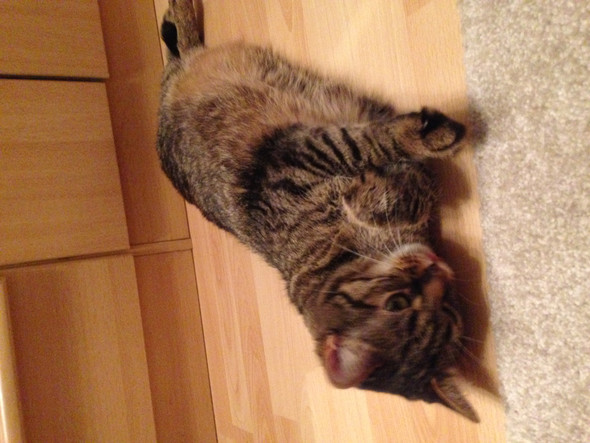 Katze liegend - (Katze, Haustiere, Versand)