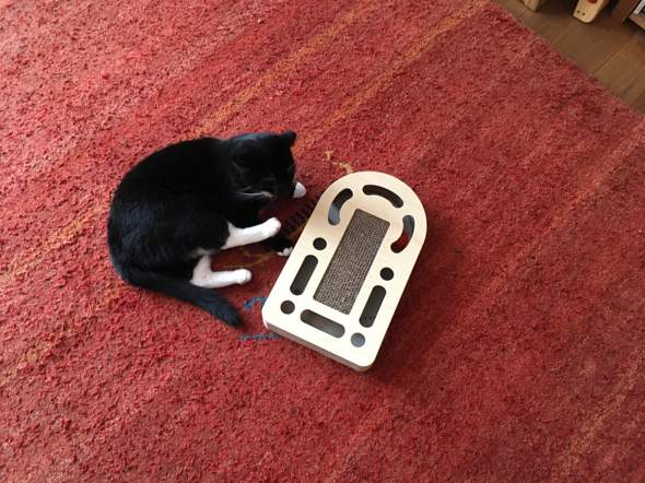 Wohin kommt die Katzenminze bei diesem Spielzeug?