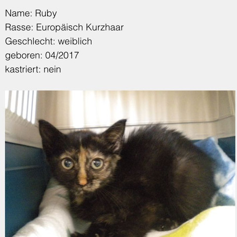 Beschreibung der Katze aus dem Tierheim - (Katze, Pflege, Haltung)