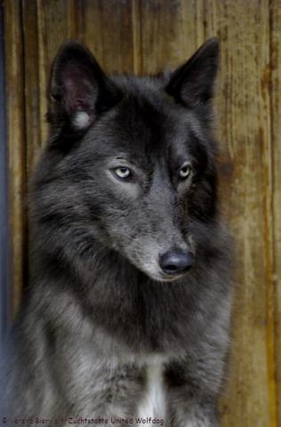 wolfshunde...rassen etc. (Hund, Rasse, Wölfe)