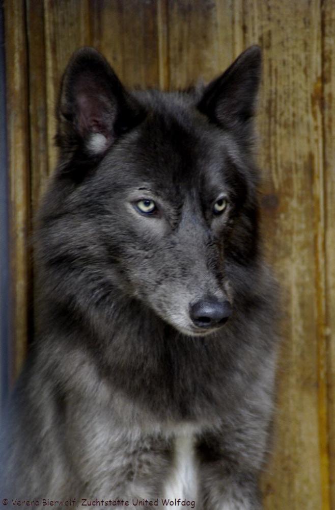 Marxdorfer Wolfshund Marxdorfer Wolfshund