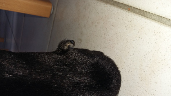 hund knickt hinten weg