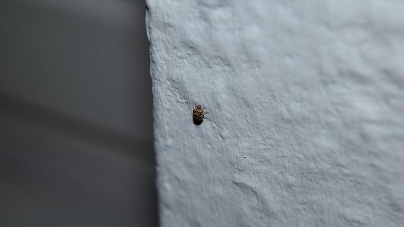 Käfer - (Wohnung, Käfer, klein)
