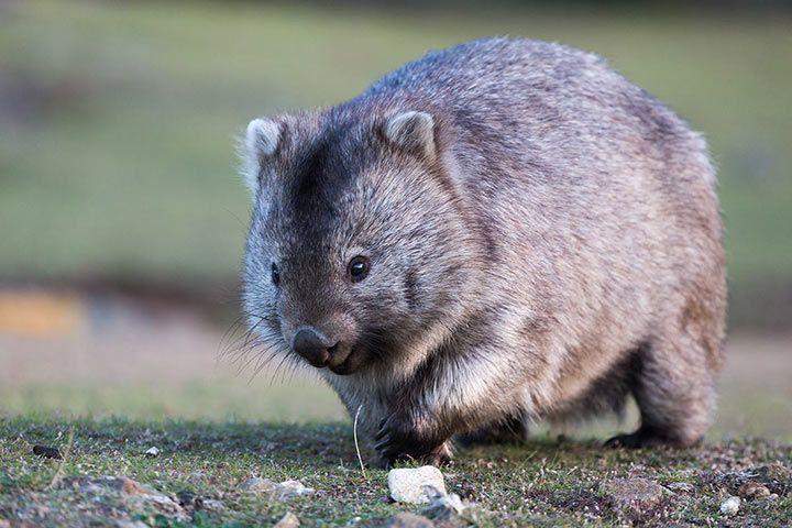 Kann Man Wombats Als Haustiere Halten Wombat als Haustier? (Haustiere, Australien)