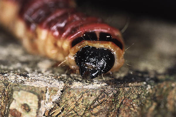 Womit bekämpfe ich eine Weidenborerraupe? Synthetisches Gift - sogar 2x