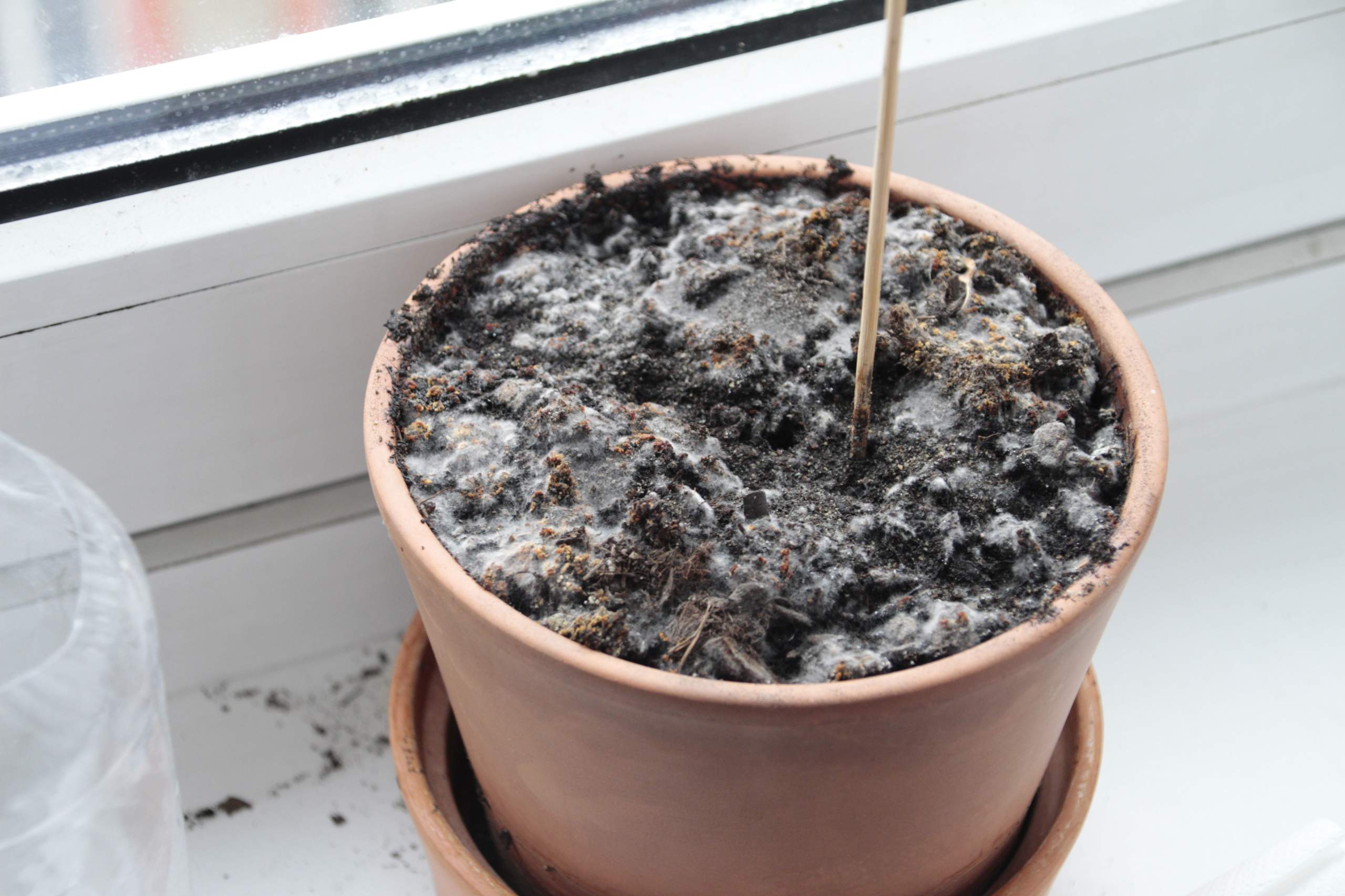 Womit ist der Blumentopf (Foto) befallen? (Biologie, Garten