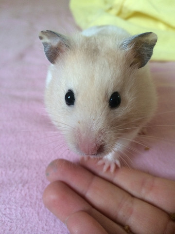 Das ist meine schöne! :-) - (Tiere, Hamster)