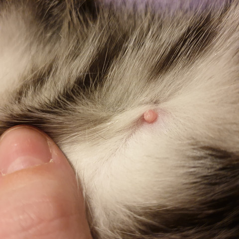 Gebärmutterentzündung Katze Nach Geburt