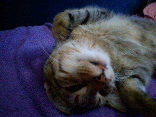 Woran erkenne ich ob meine Katze schwanger ist? (Schwangerschaft