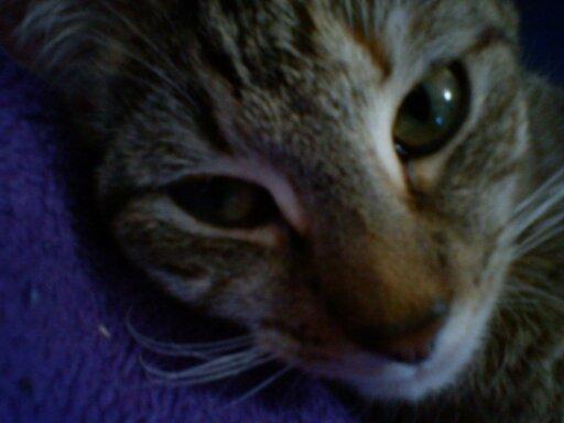 Woran erkenne ich ob meine Katze schwanger ist? (Schwangerschaft