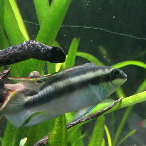 Woran Erkennt Man Das Geschlecht Fische Aquarium