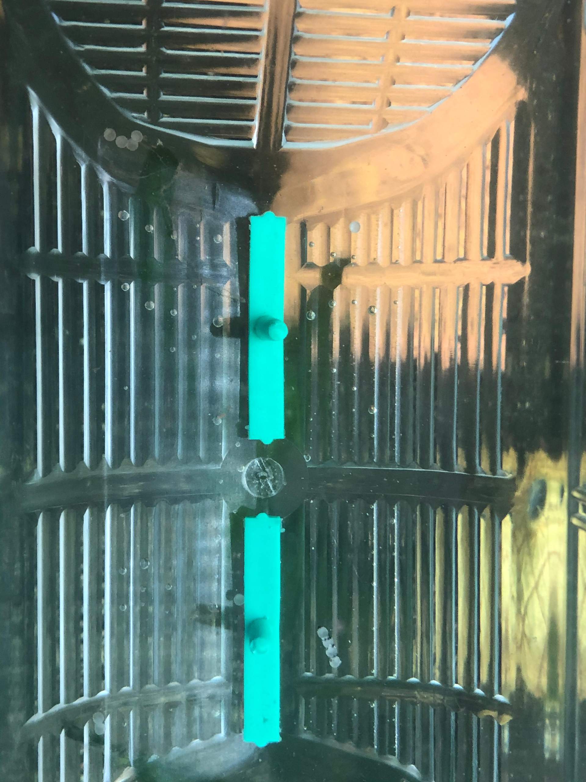 Panzerwels Eier unbefruchtet oder verpilzt? Woran erkennt man das? (Aquarium, Panzerwelse)