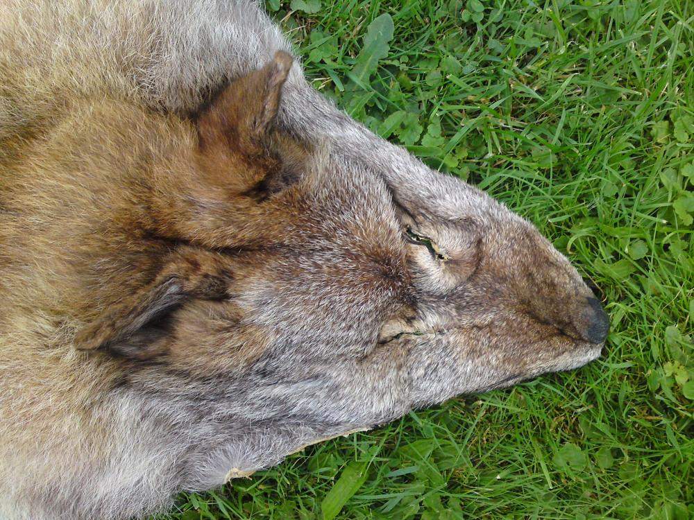 Woran Erkennt Man Einen Wolfshund