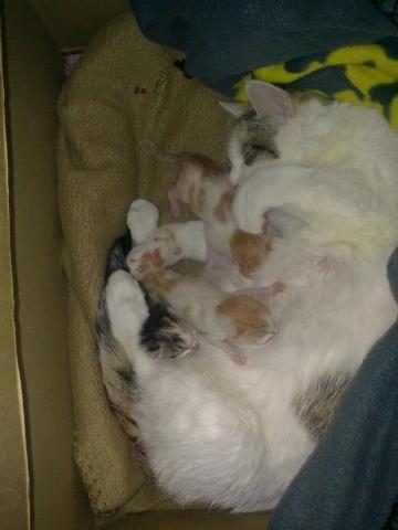 Woran Erkennt Man Ob Das Katzenbaby Mannlich Oder Weiblich Ist