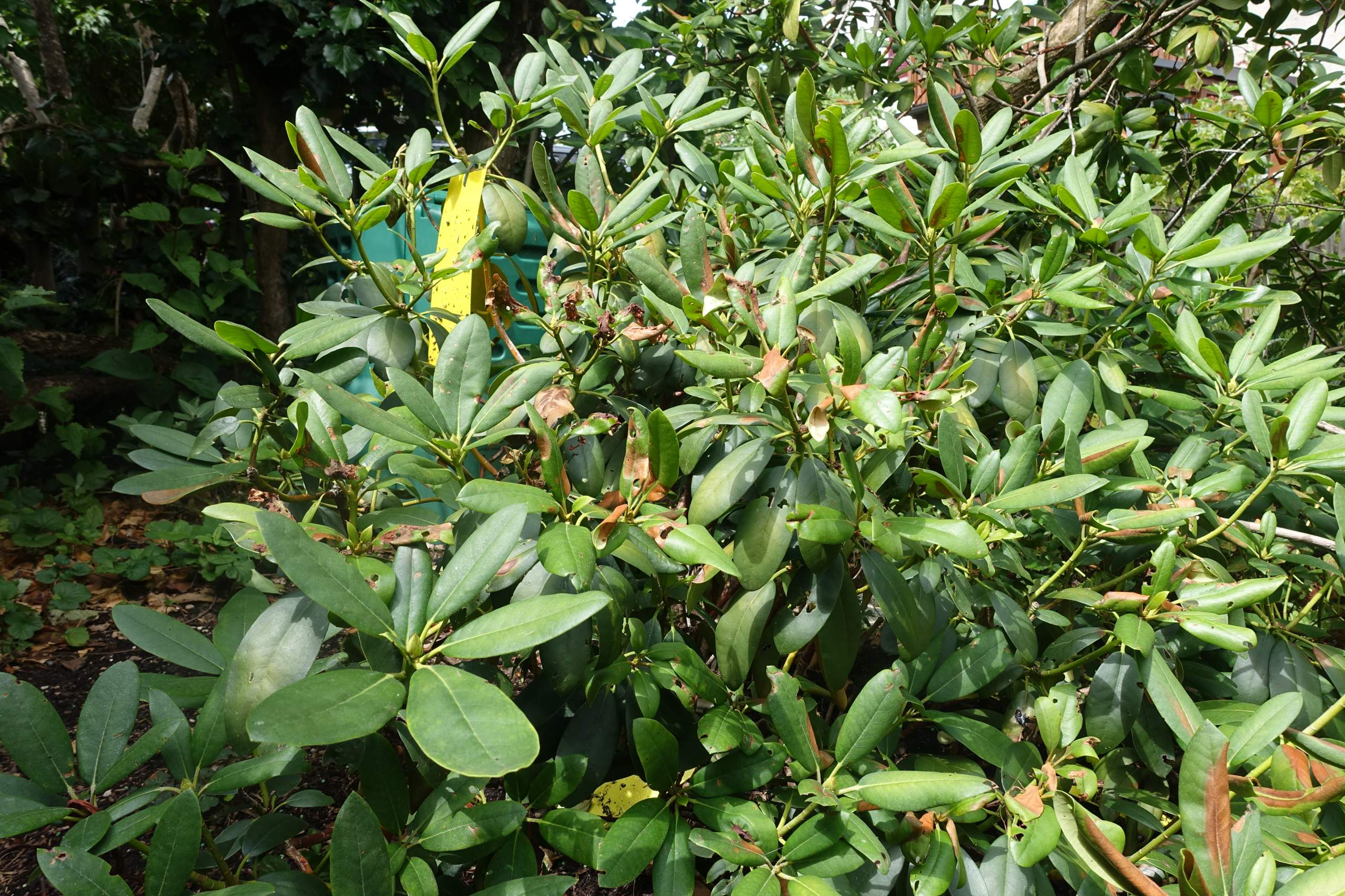 Woran krankt mein Rhododendron? (Garten)