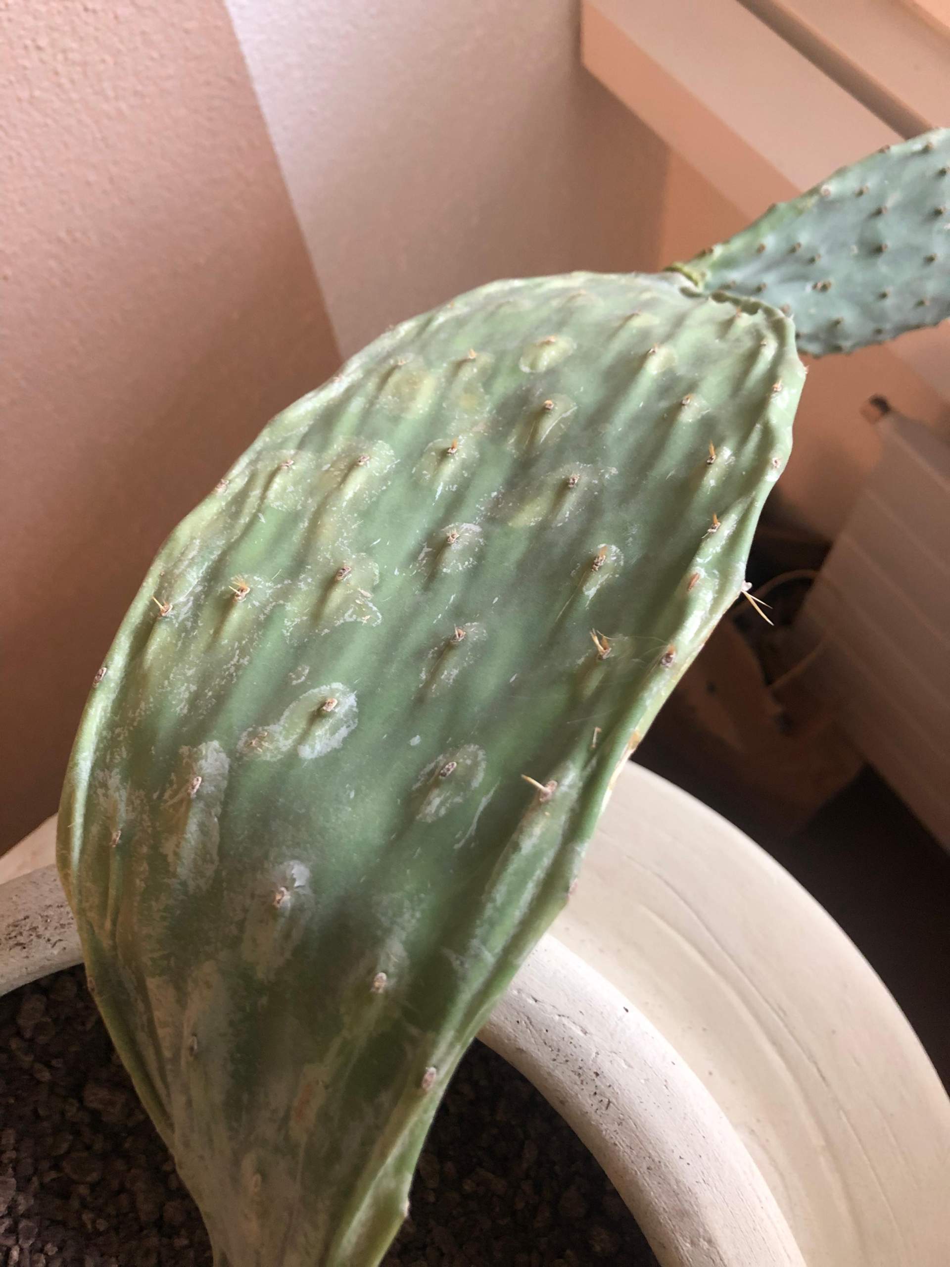 Woran liegt es, dass es meinem Kaktus (Opuntia ficus India/ Feigenkaktus)  nicht gut geht? Gebe ich zuviel oder zu wenig Wasser? (Pflanzen,  Pflanzenpflege)